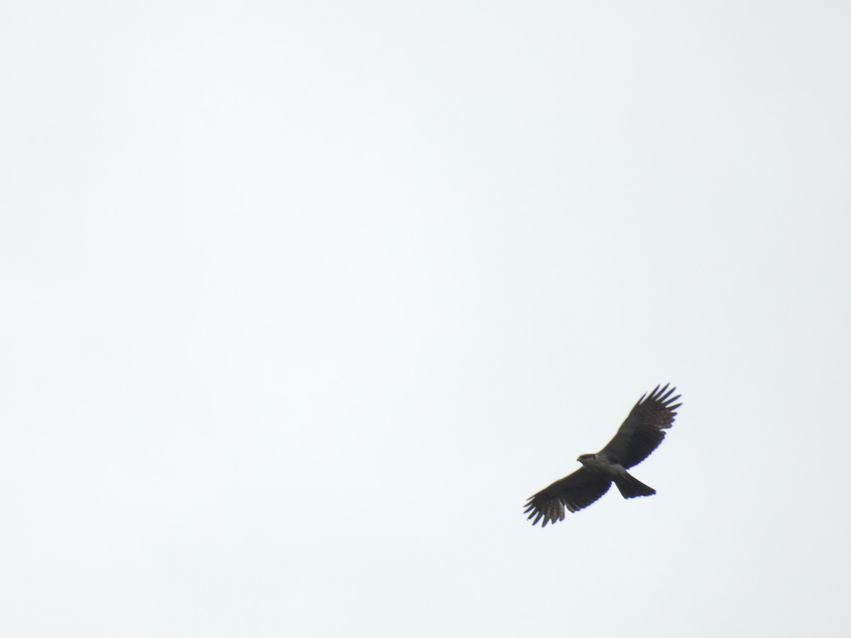 Rufous-bellied Eagle - ML644462995