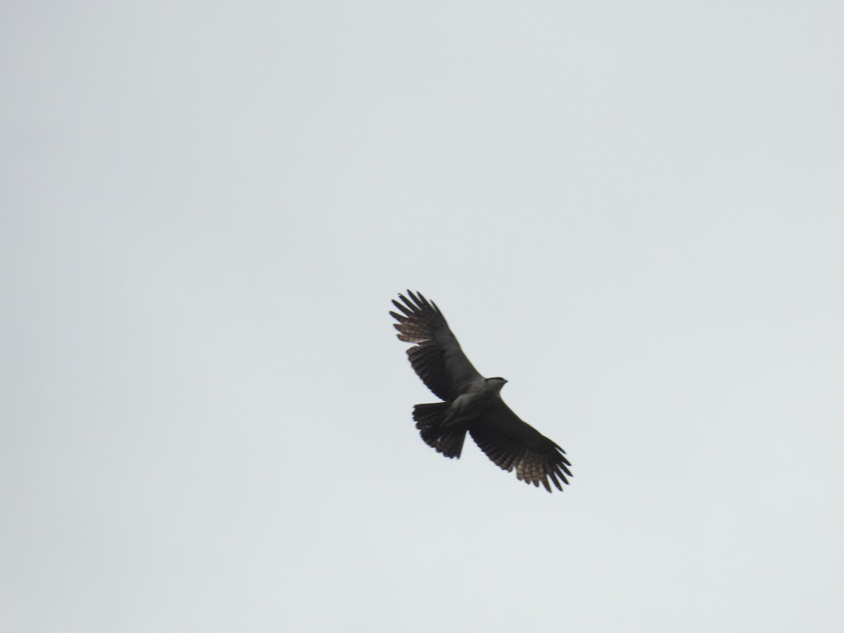 Aigle à ventre roux - ML644462996