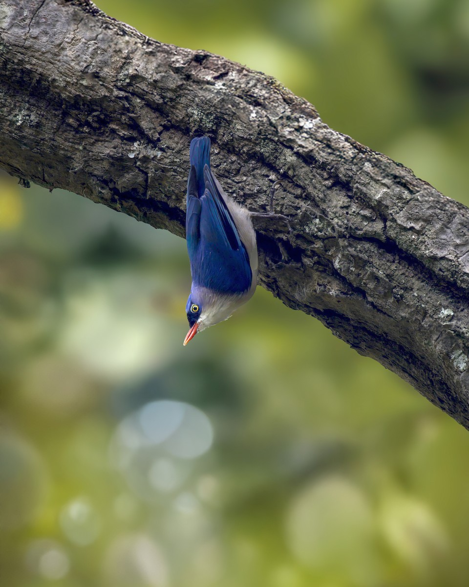 Velvet-fronted Nuthatch - ML644463001
