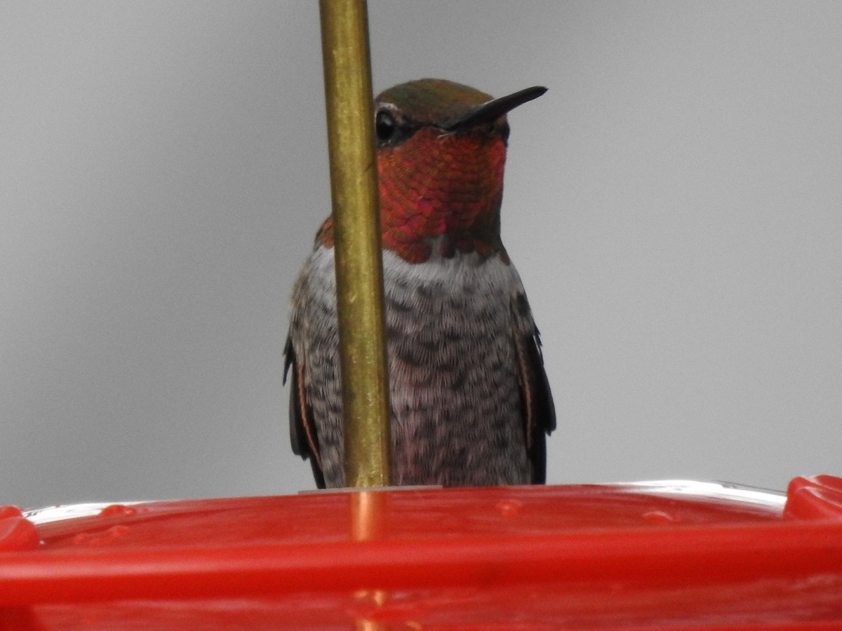 rødmaskekolibri - ML644463009