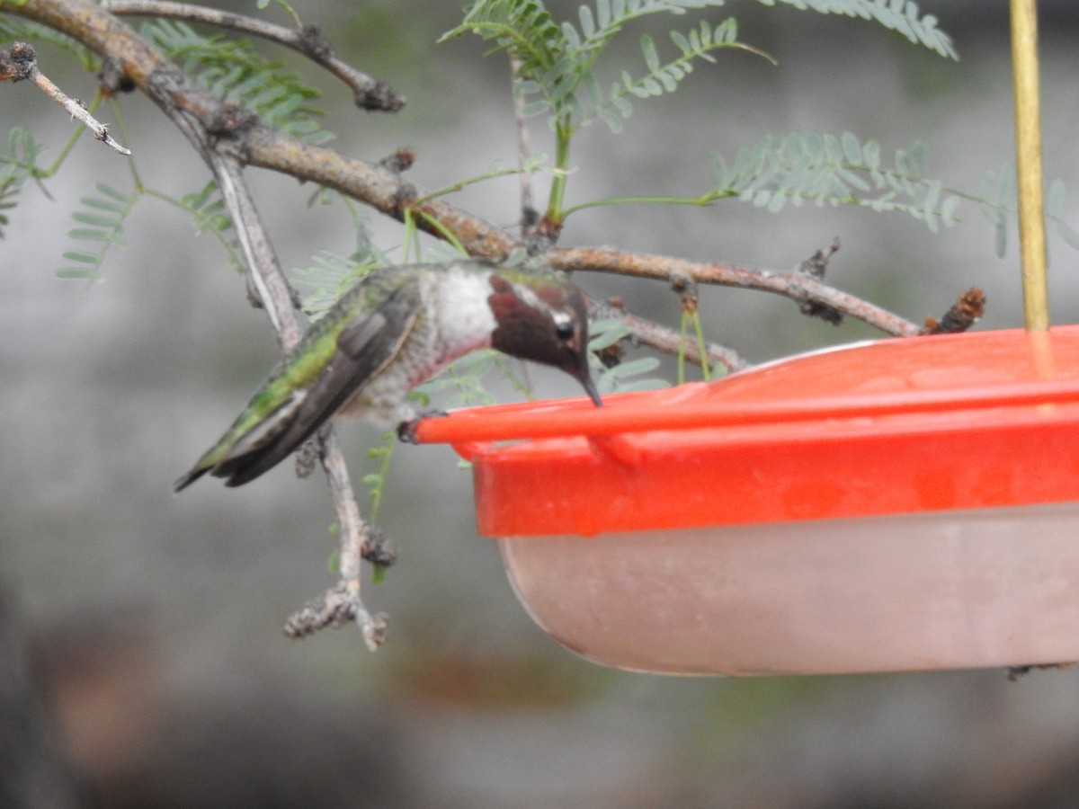 rødmaskekolibri - ML644463017