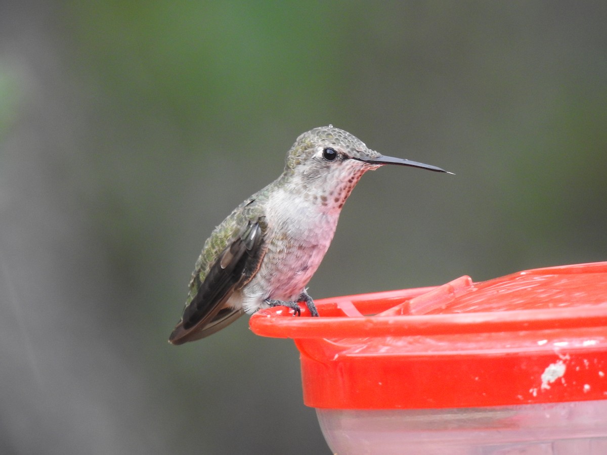 rødmaskekolibri - ML644463023