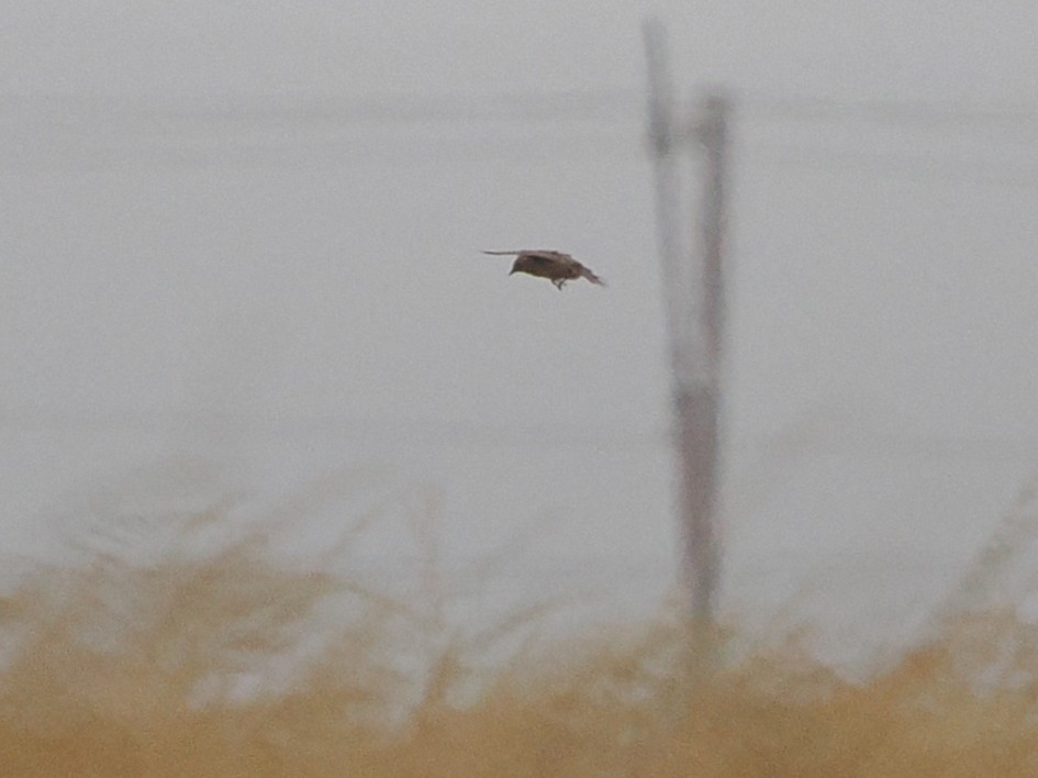 Cape Clapper Lark - ML644463025
