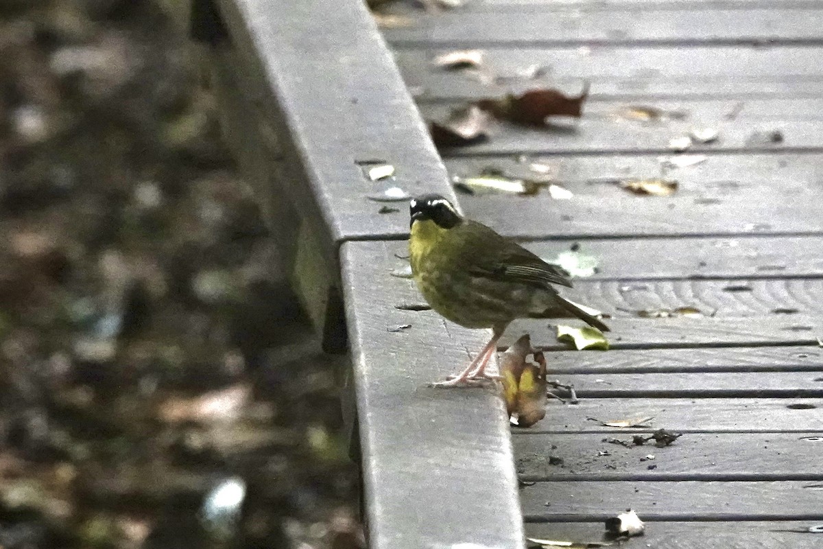 Yellow-throated Scrubwren - ML644463028