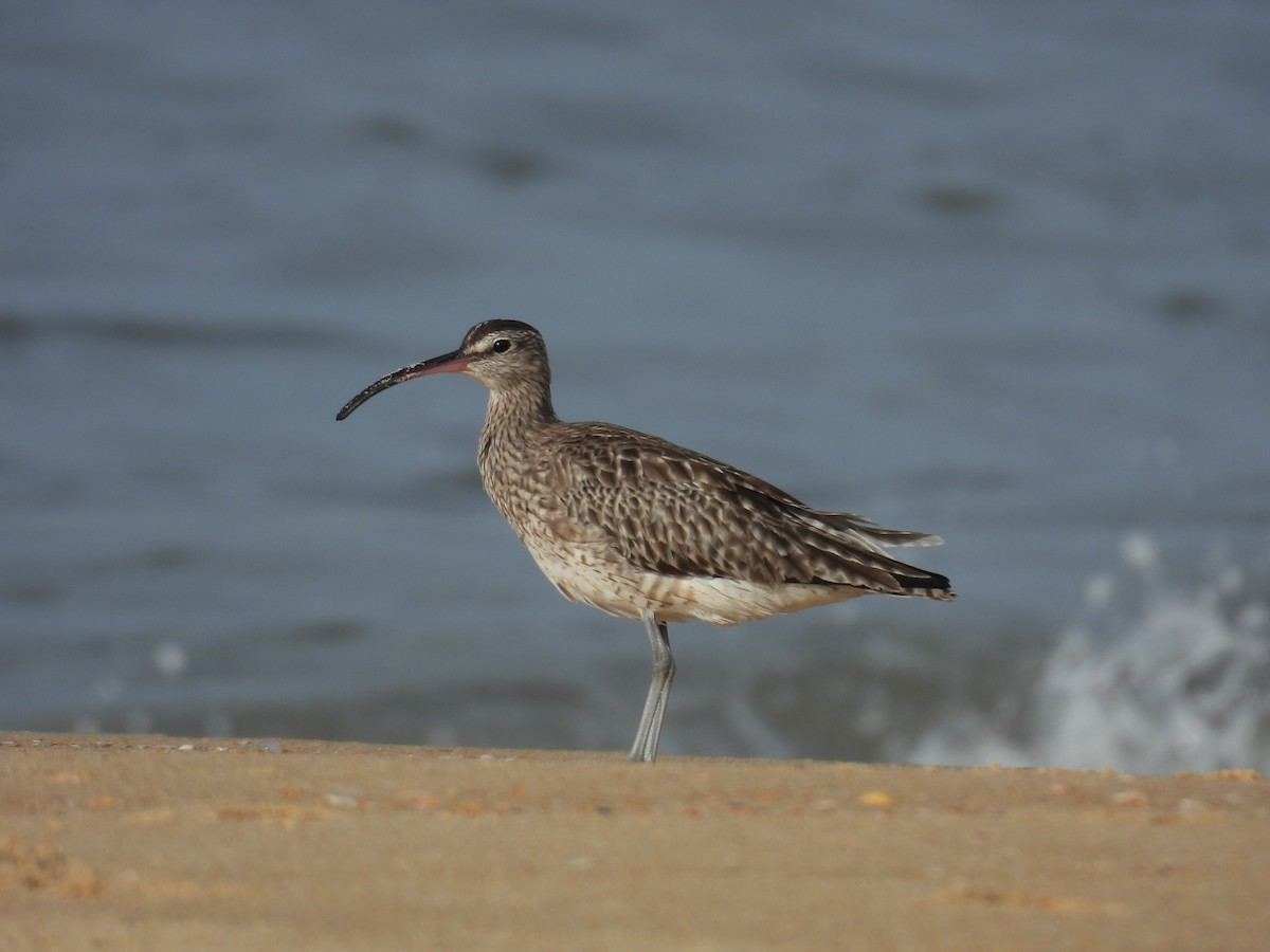 Eurasian Whimbrel - ML644463041