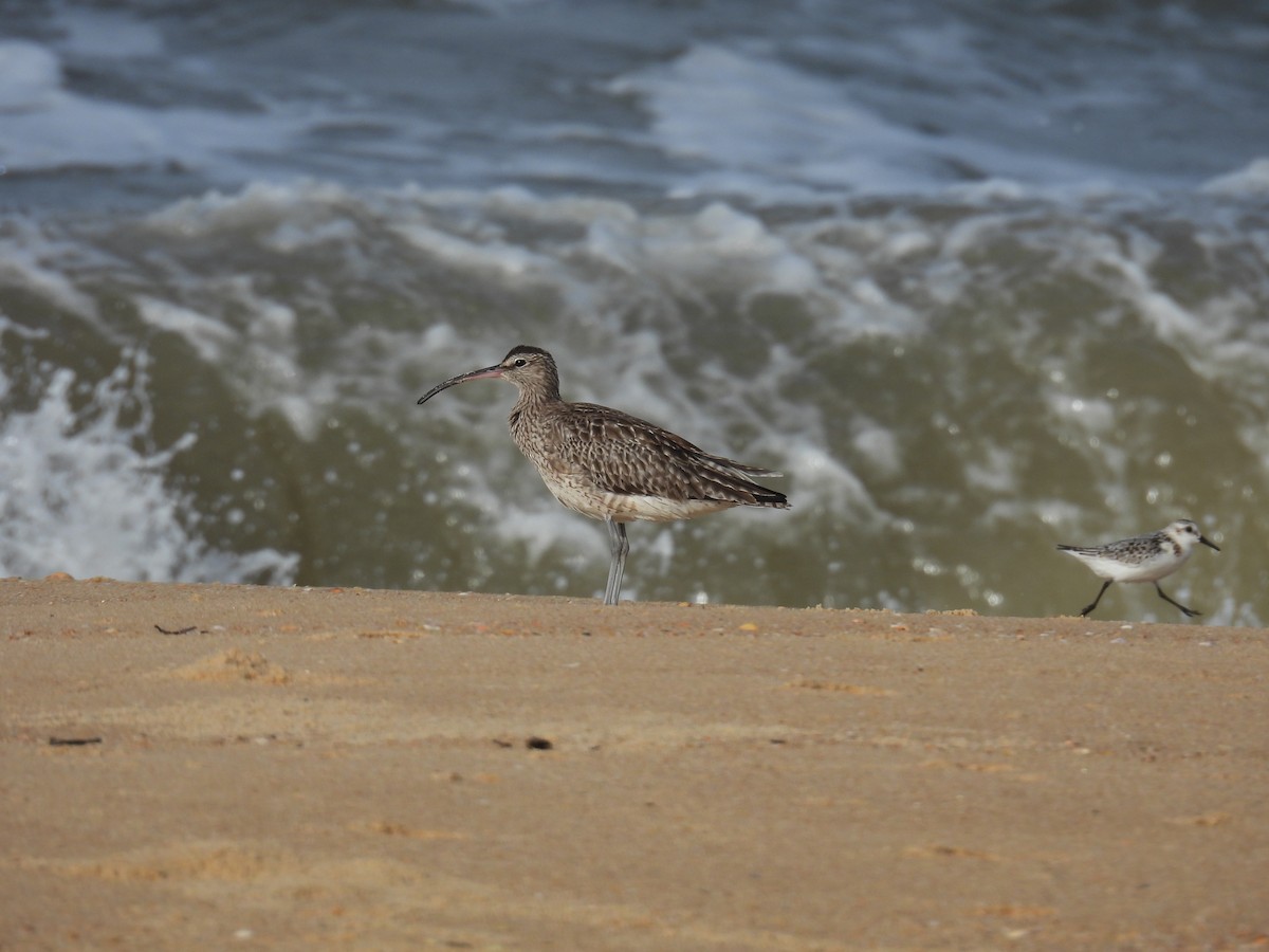 Eurasian Whimbrel - ML644463050