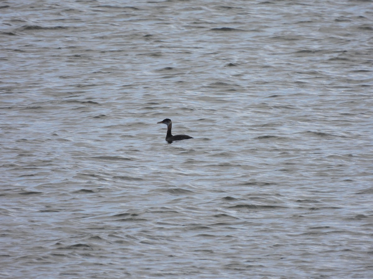 Somormujo Cuellirrojo - ML644463060