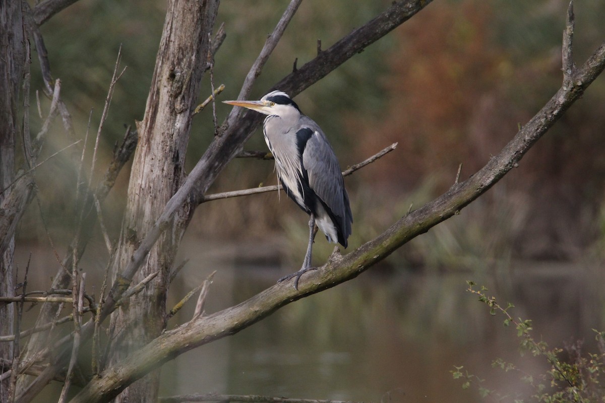 Gray Heron - ML644463081