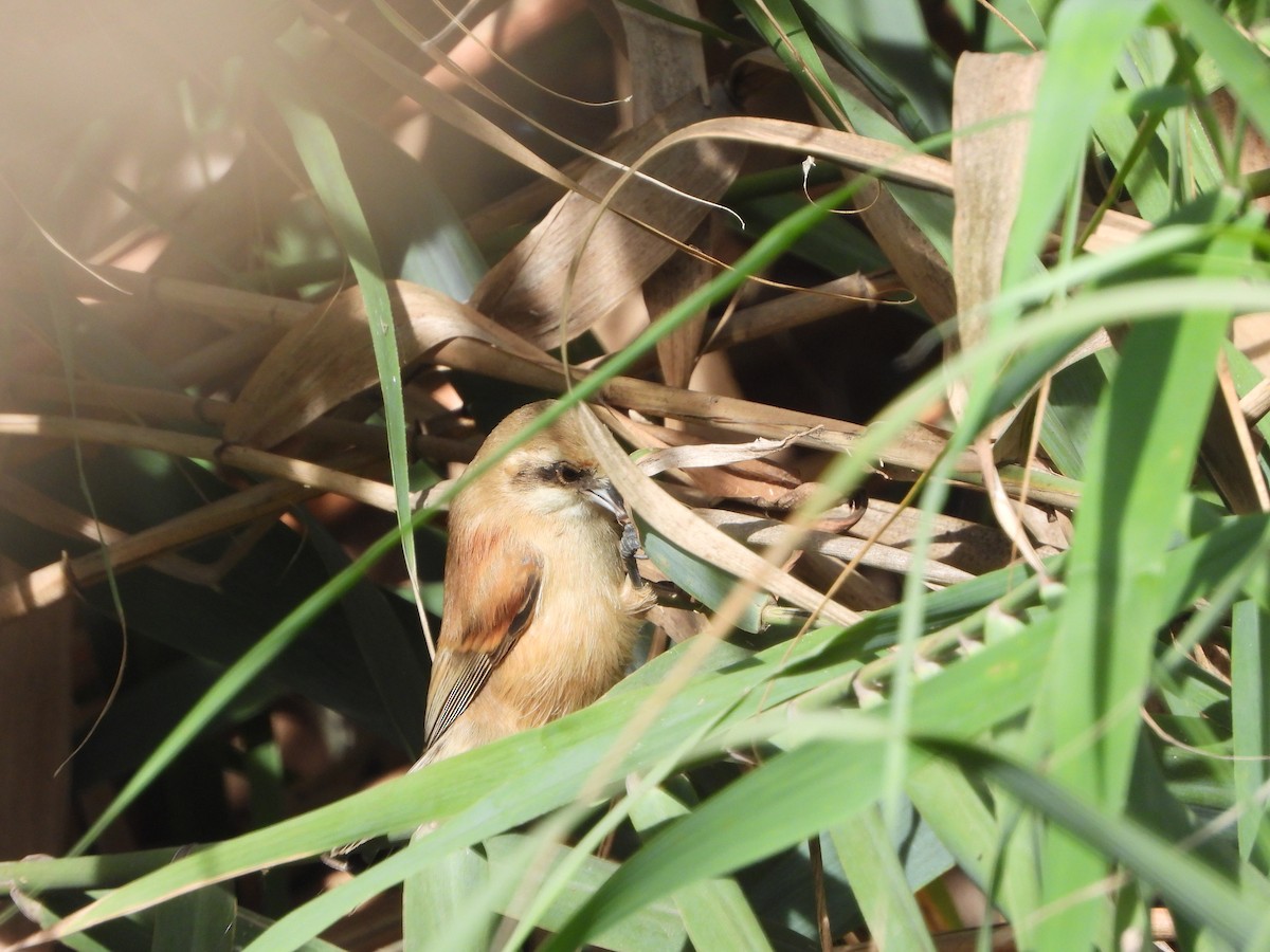 pungmeis - ML644463087