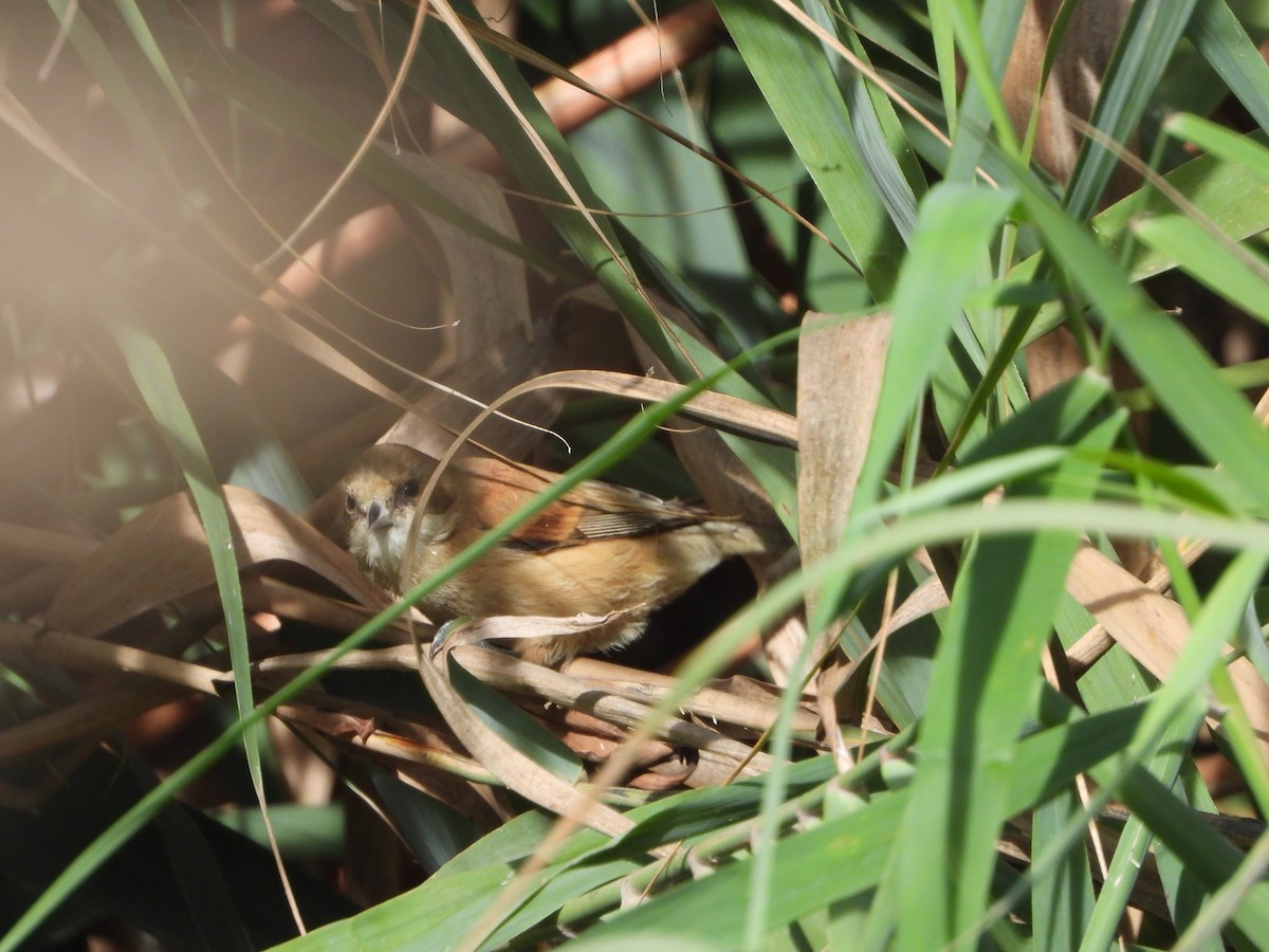 pungmeis - ML644463090