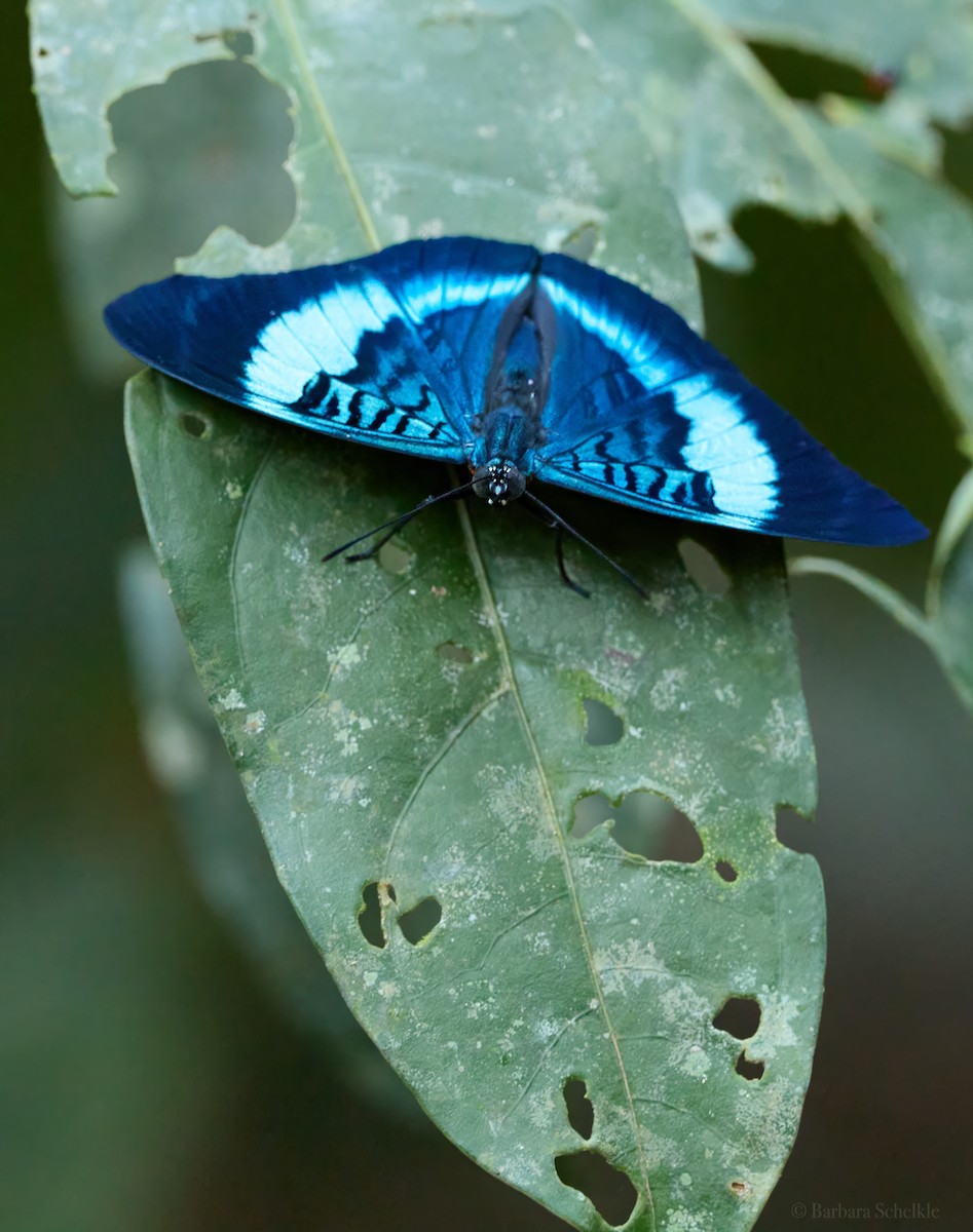 Red Flasher - ML644463092