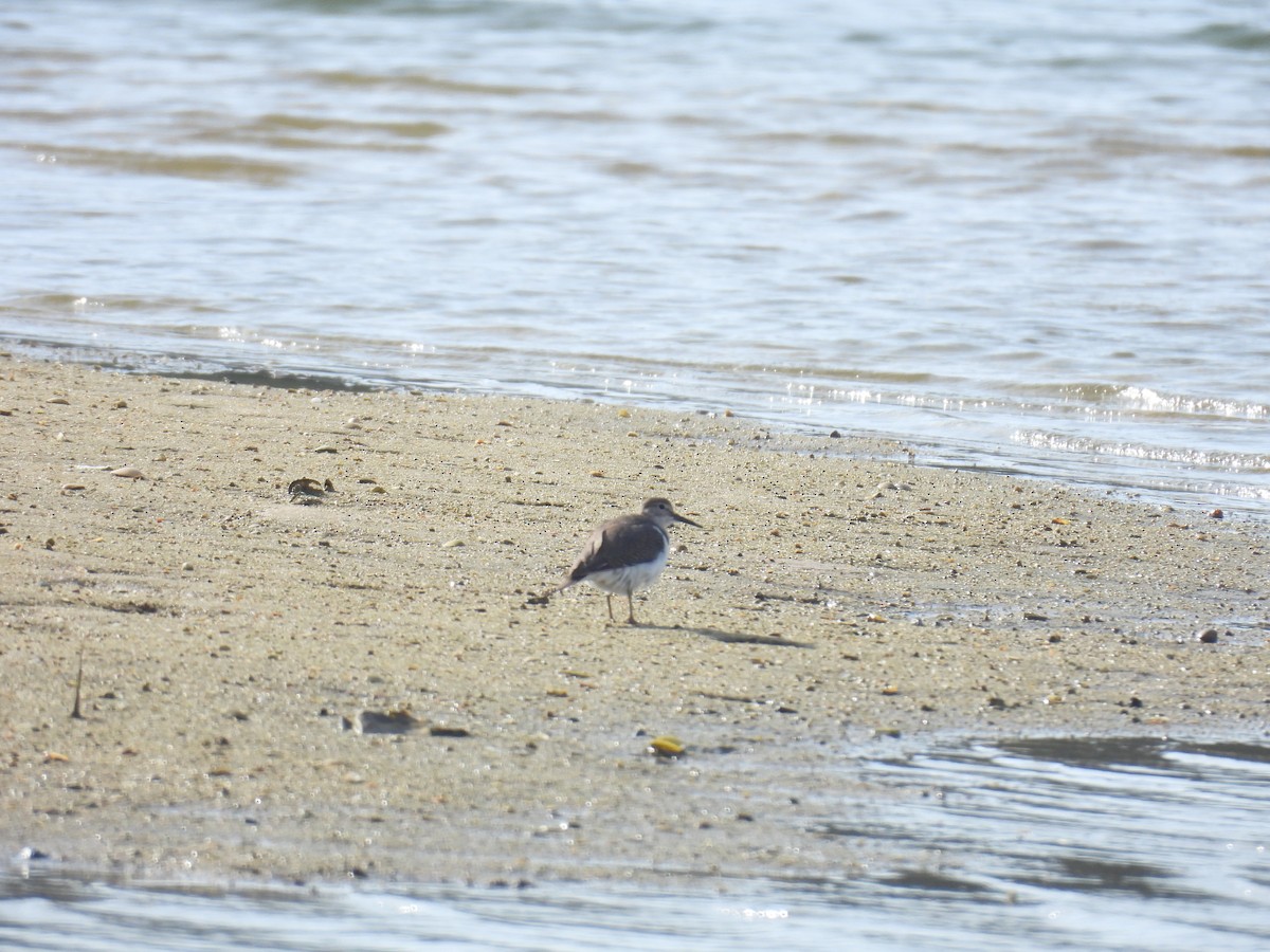 Common Sandpiper - ML644463095