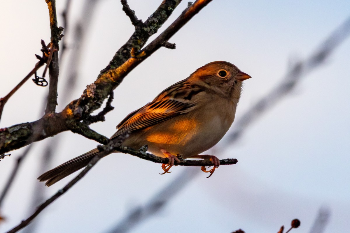 Field Sparrow - ML644463097