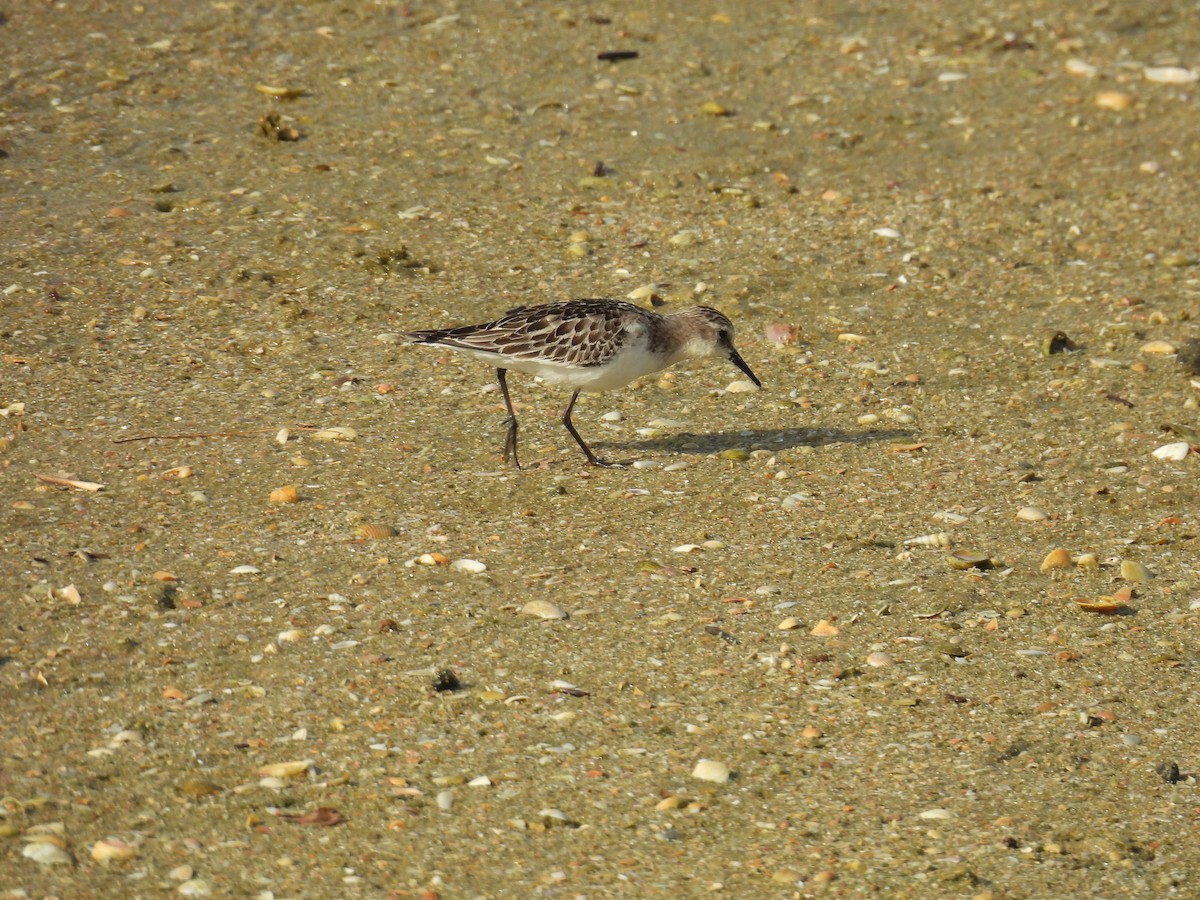 Little Stint - ML644463103