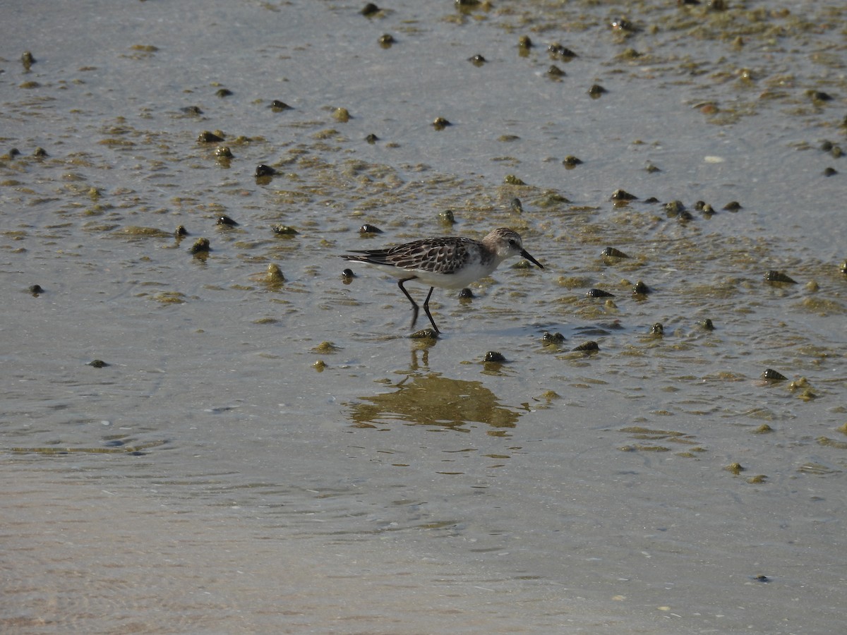 Little Stint - ML644463104