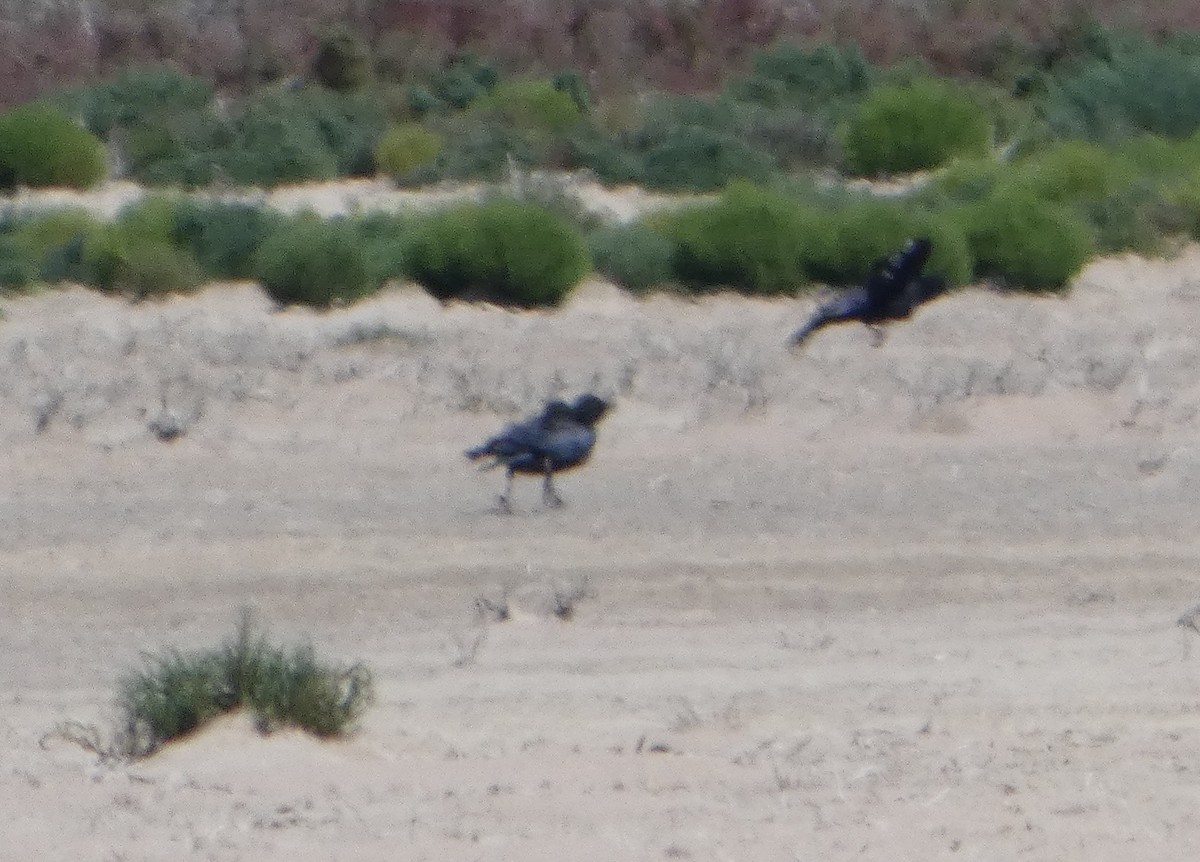 Южноавстралийский ворон - ML644463115