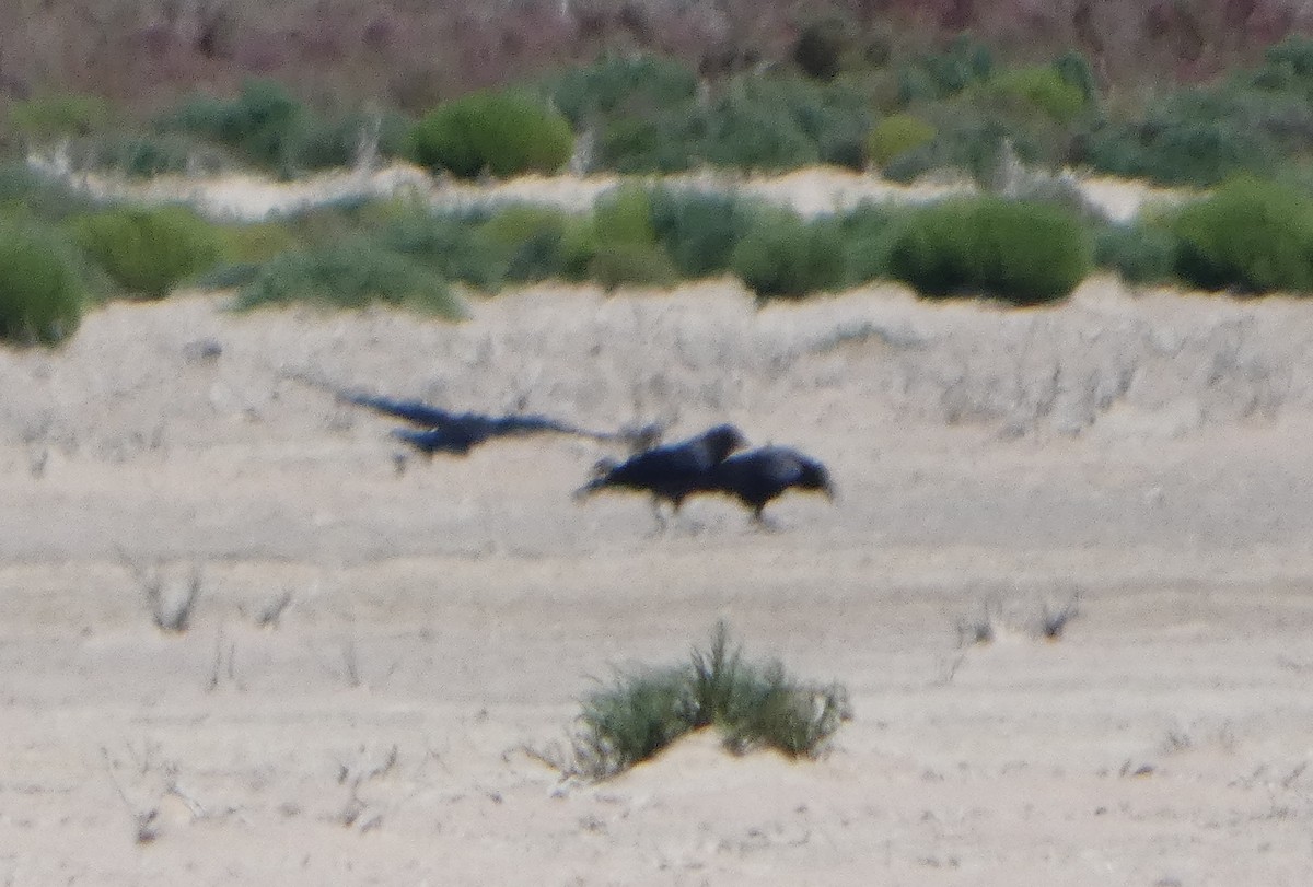 Южноавстралийский ворон - ML644463116