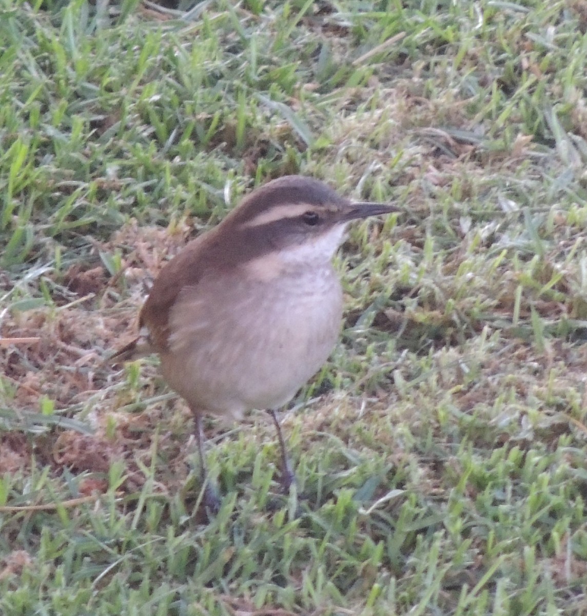 White-winged Cinclodes - ML644463123