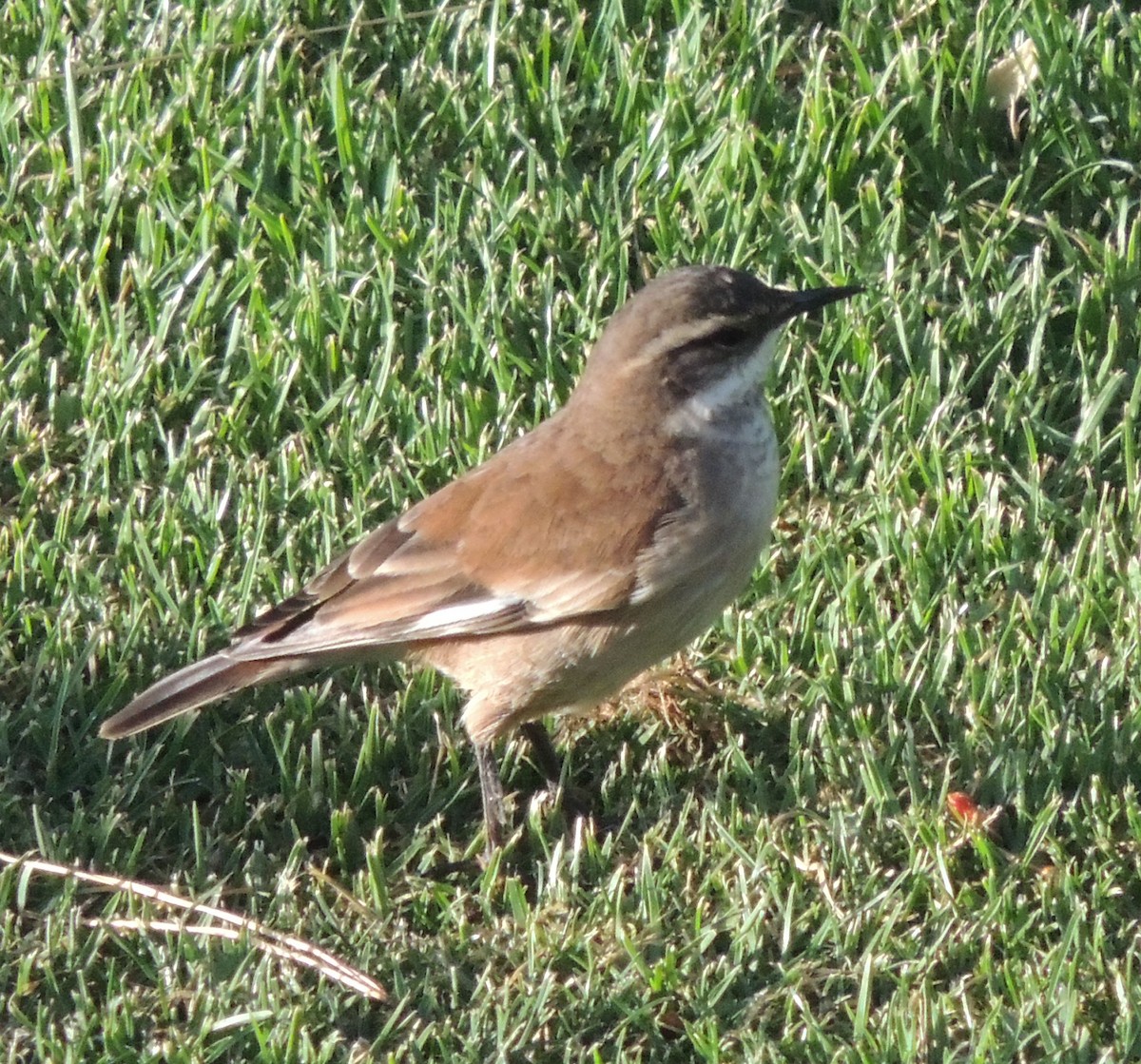 White-winged Cinclodes - ML644463124