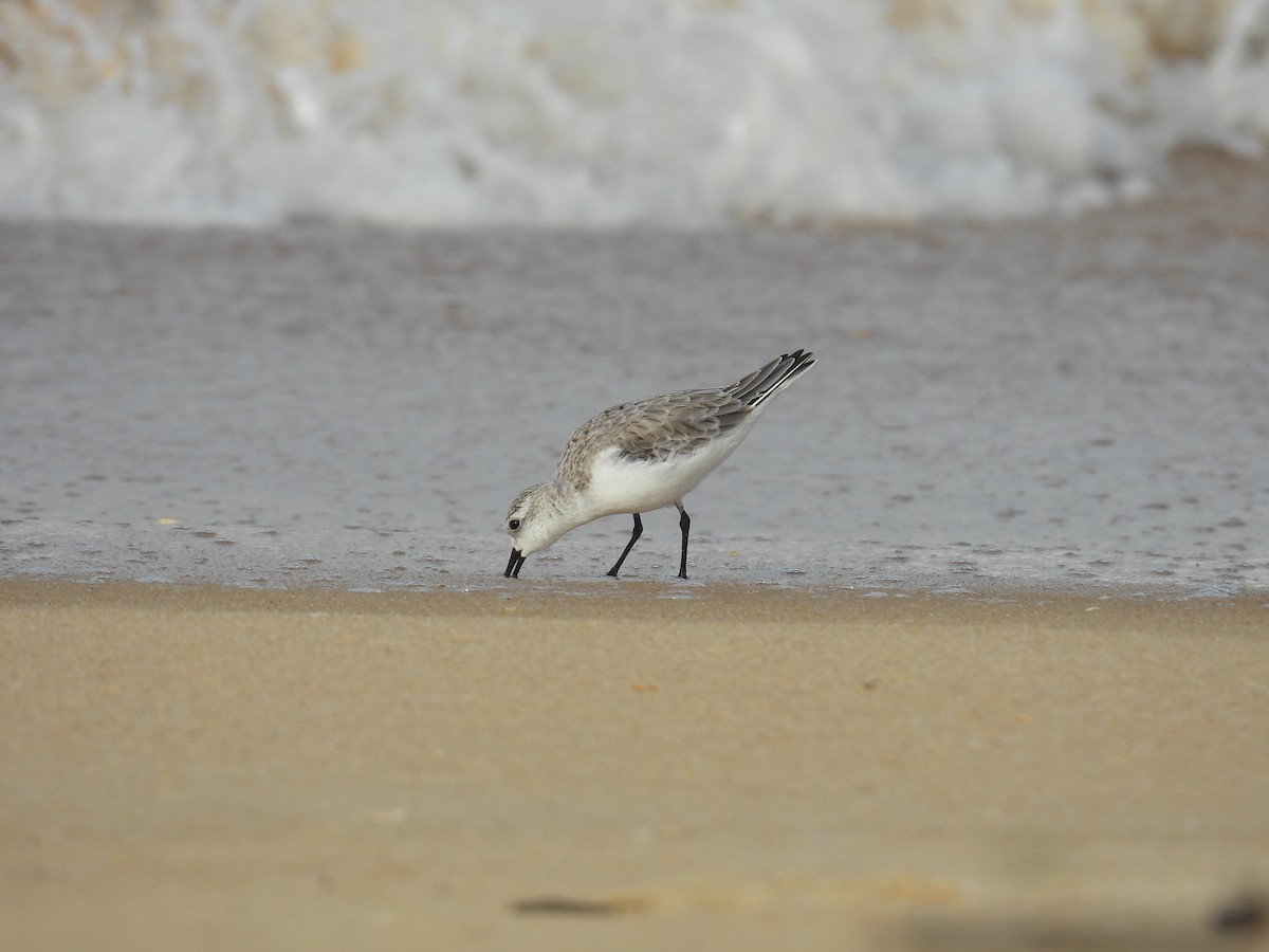 Sanderling - ML644463130