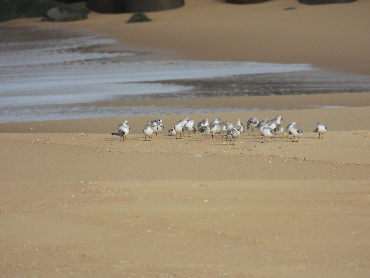 Sanderling - ML644463133