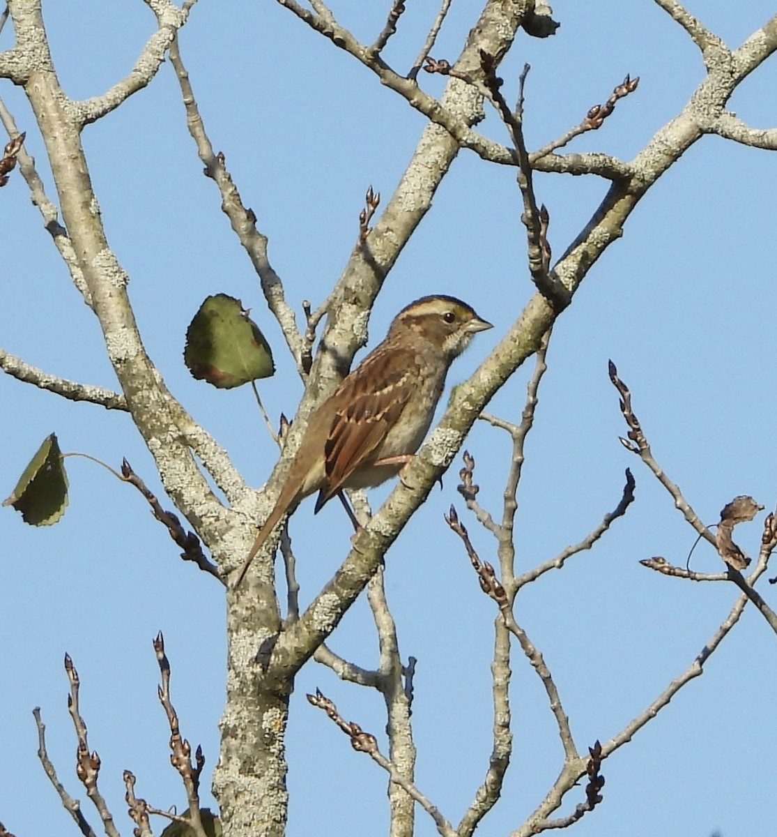 strnadec bělohrdlý - ML644463136