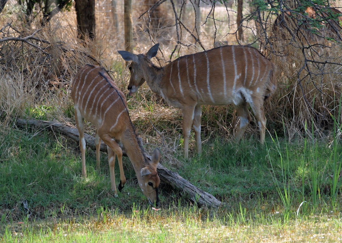 Mammals - ML644463142