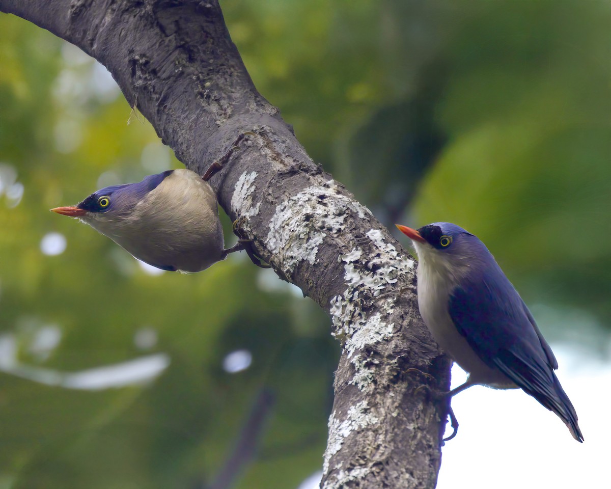 Velvet-fronted Nuthatch - ML644463152