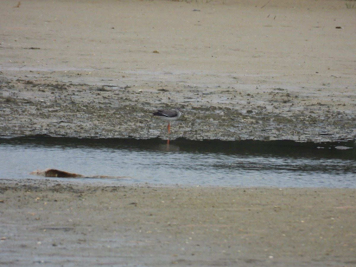 Common Redshank - ML644463155