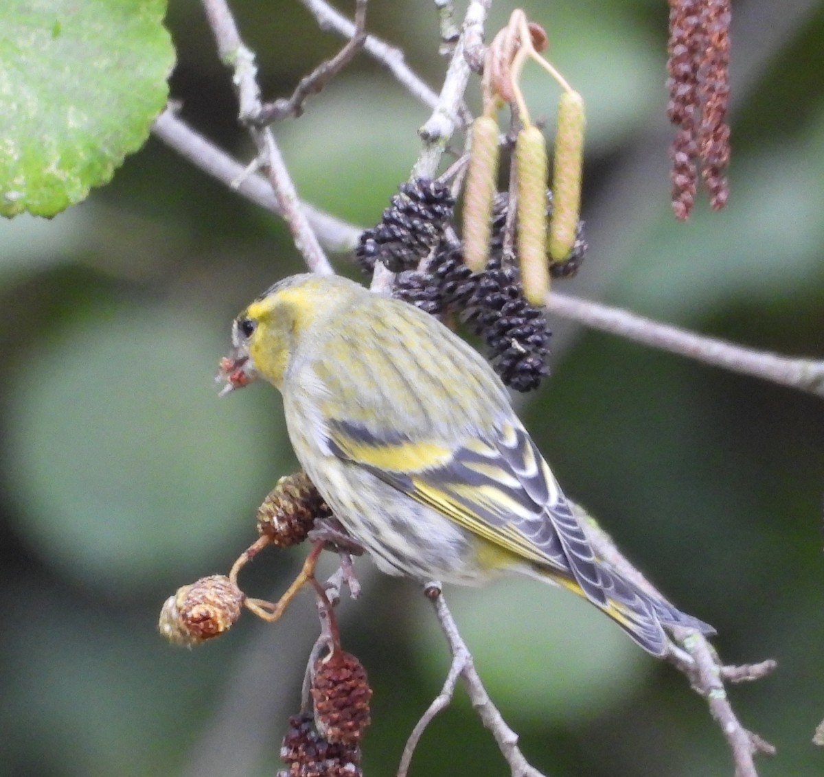 Eurasian Siskin - ML644463156