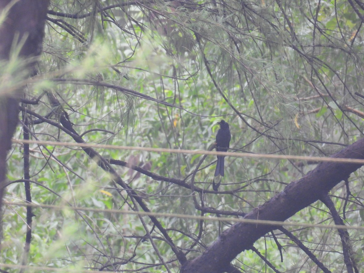 Greater Racket-tailed Drongo - ML644463158