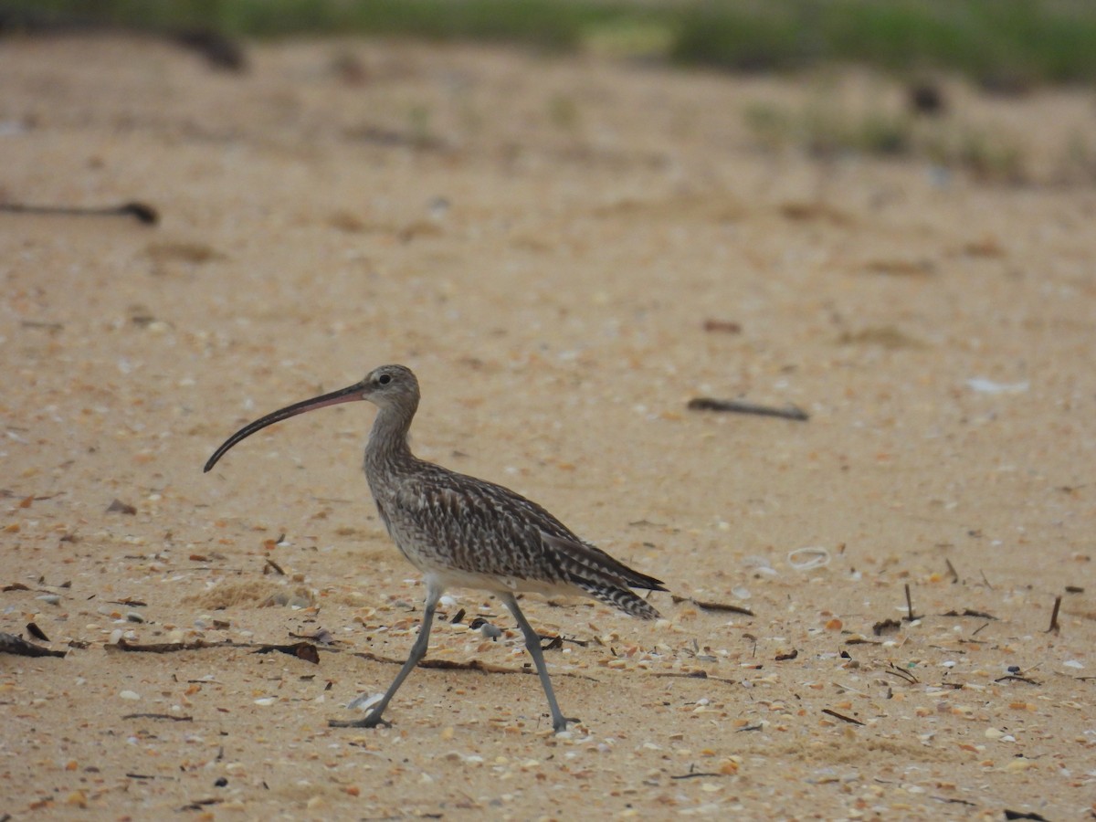 Eurasian Curlew - ML644463169