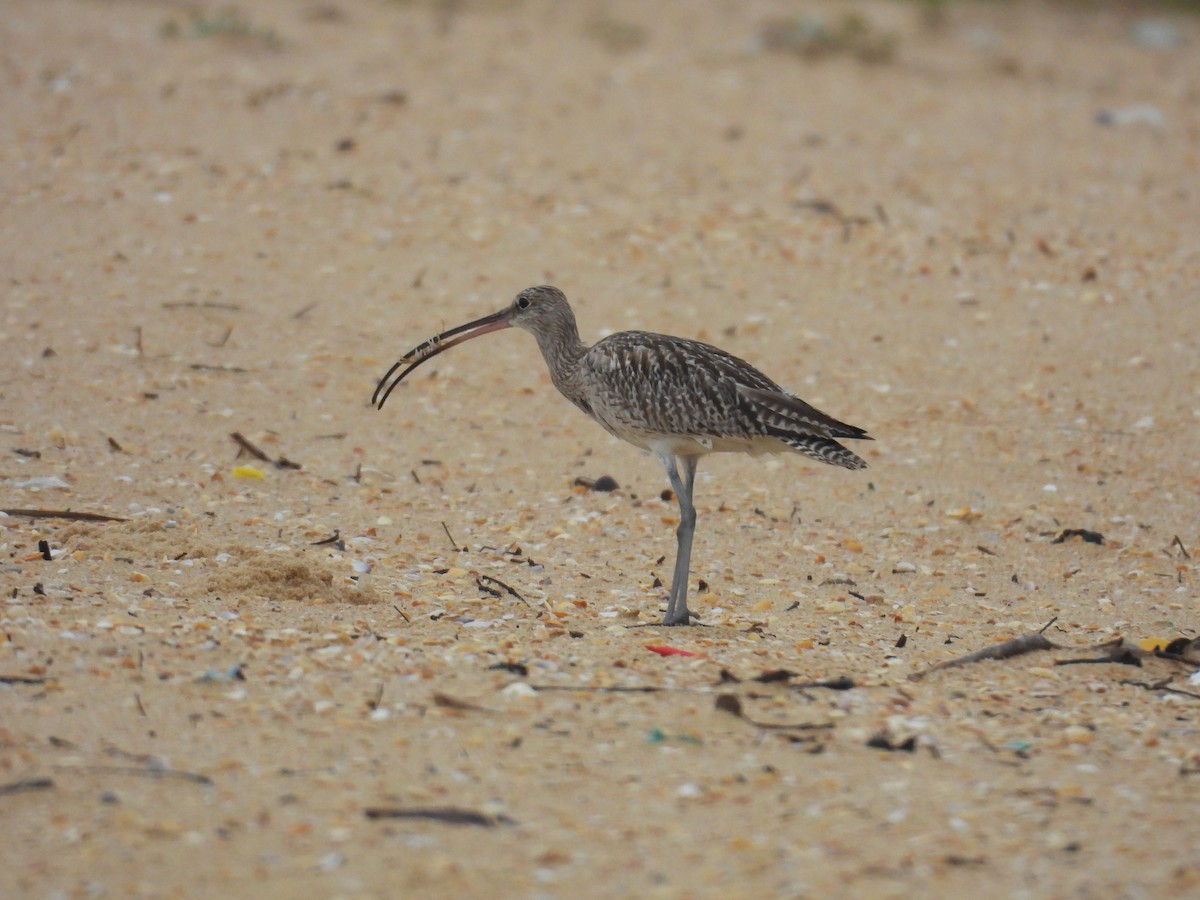 Eurasian Curlew - ML644463170