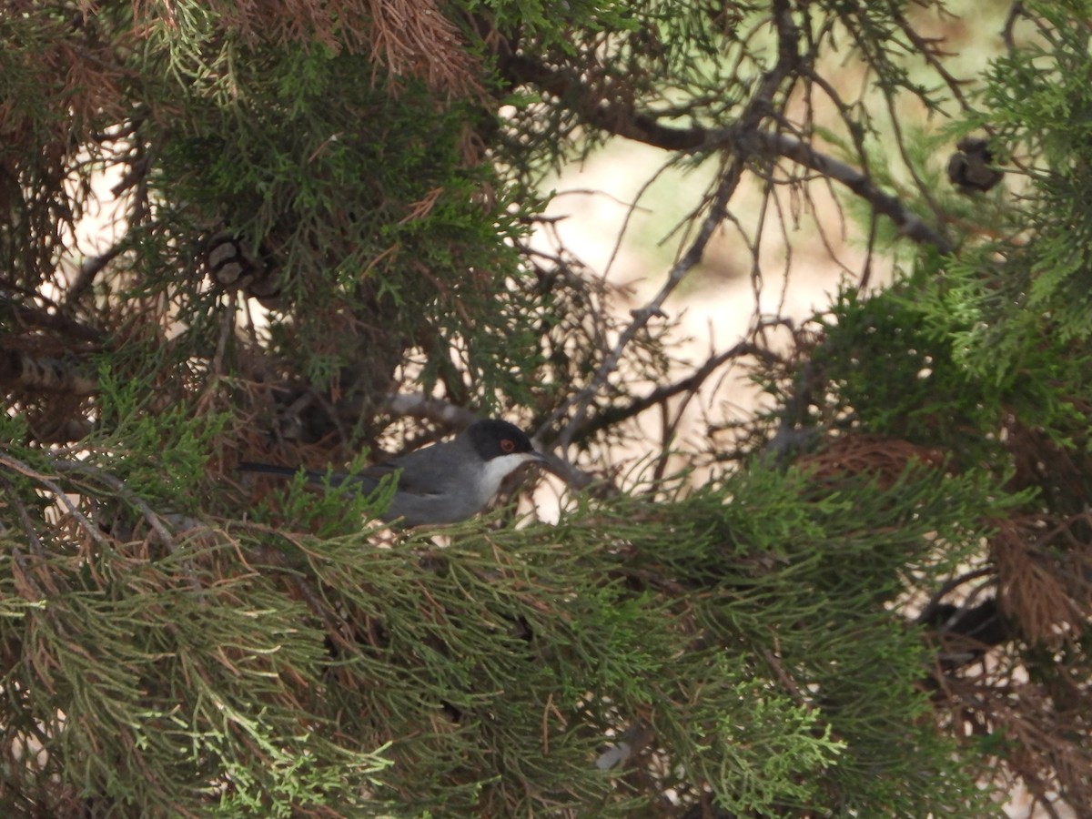 Fauvette mélanocéphale - ML644463178