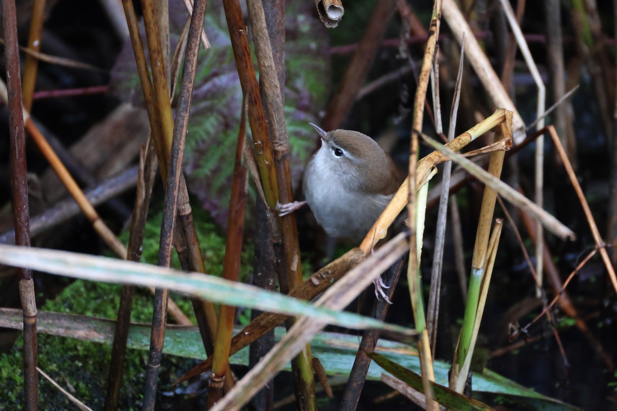 Seidensänger - ML644463180