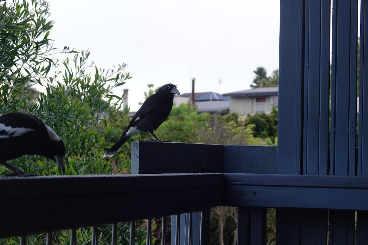 Pied Currawong - ML644463183