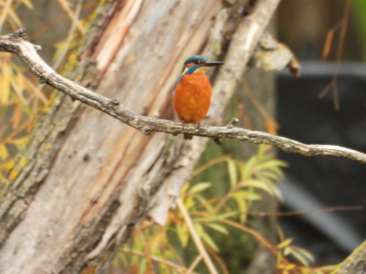 Common Kingfisher - ML644463188