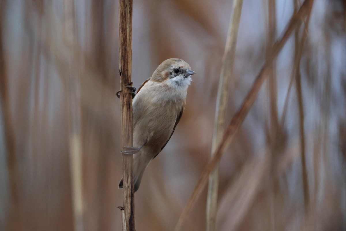 pungmeis - ML644463189