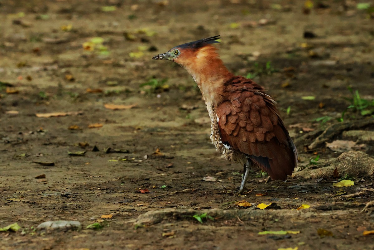 Malayan Night Heron - ML644463192