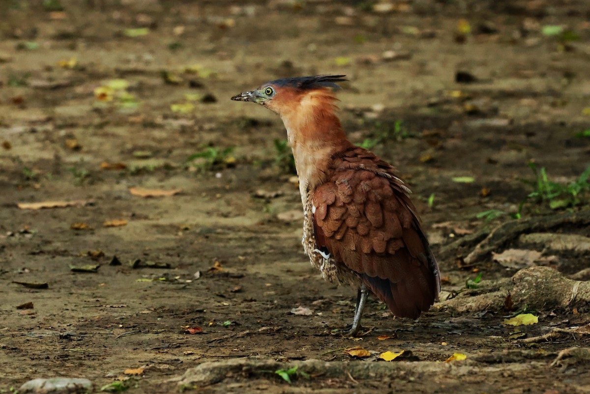 Malayan Night Heron - ML644463193
