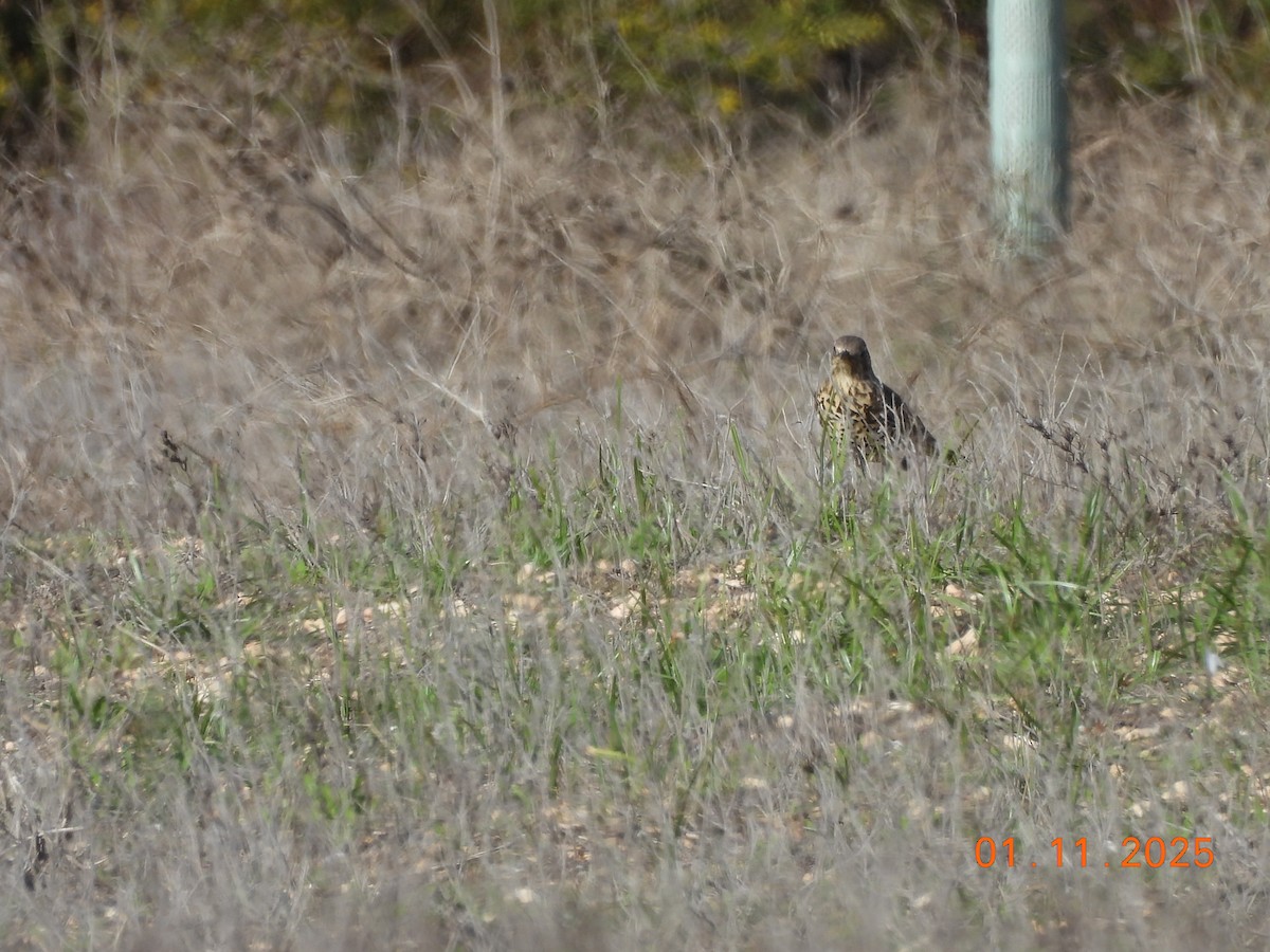 Mistle Thrush - ML644463203
