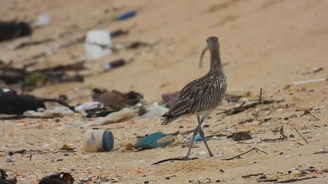 Eurasian Curlew - ML644463205