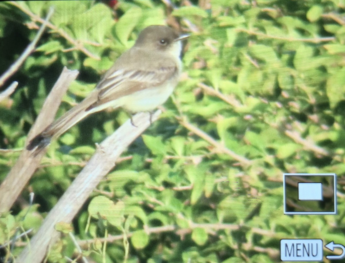 Eastern Phoebe - ML644463207