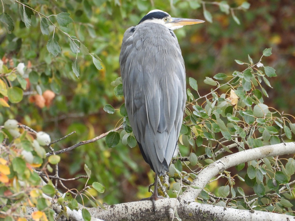 Gray Heron - ML644463208