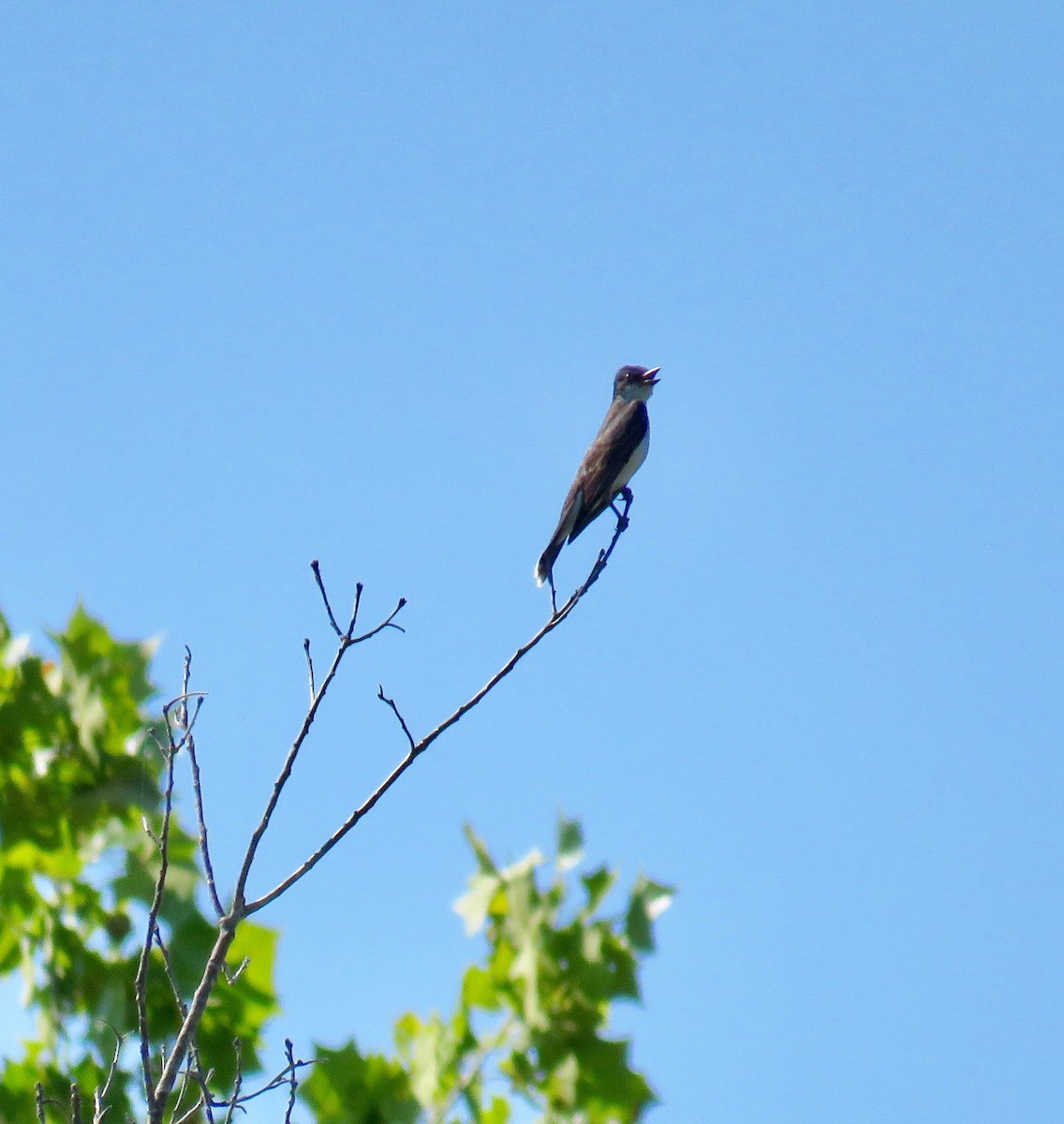 Eastern Kingbird - ML64446321