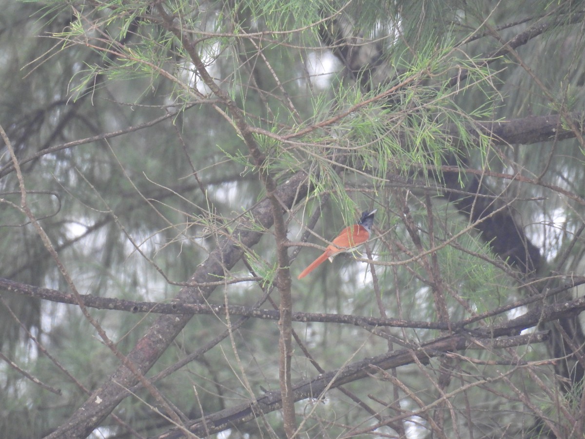 Indian Paradise-Flycatcher - ML644463210