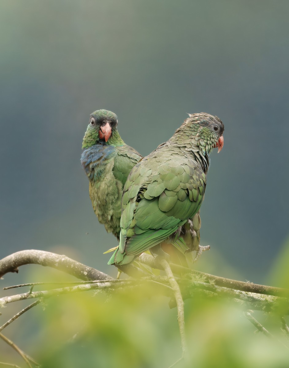 rødnebbpapegøye - ML644463214