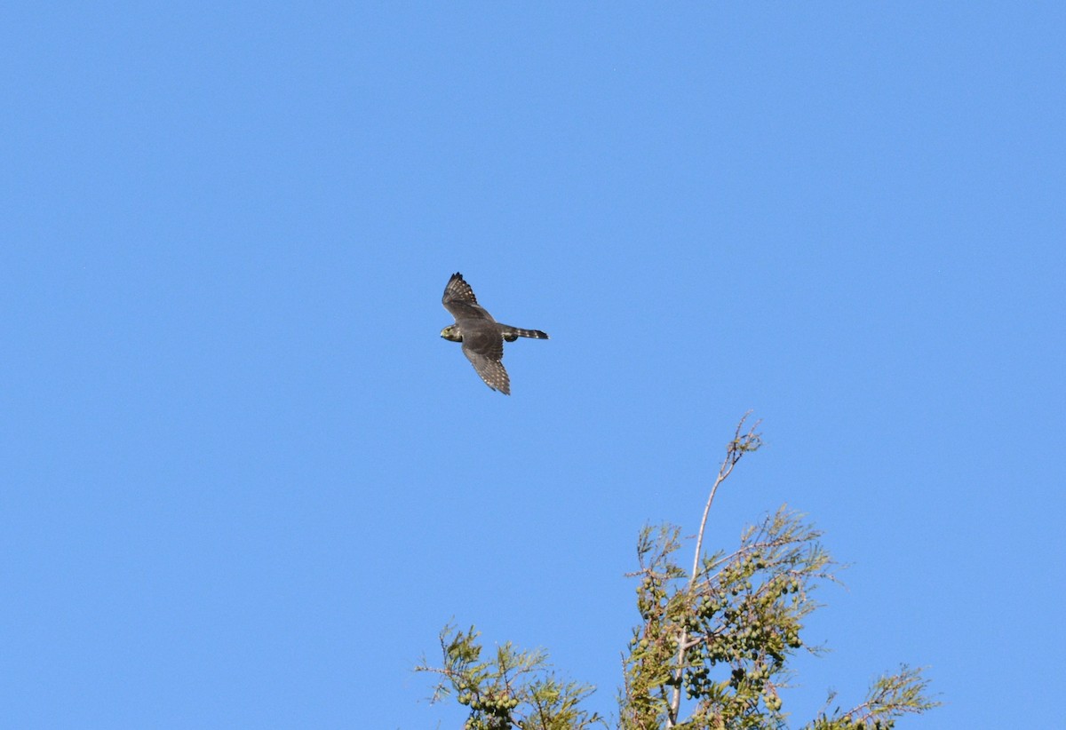 Merlin - ML644463223