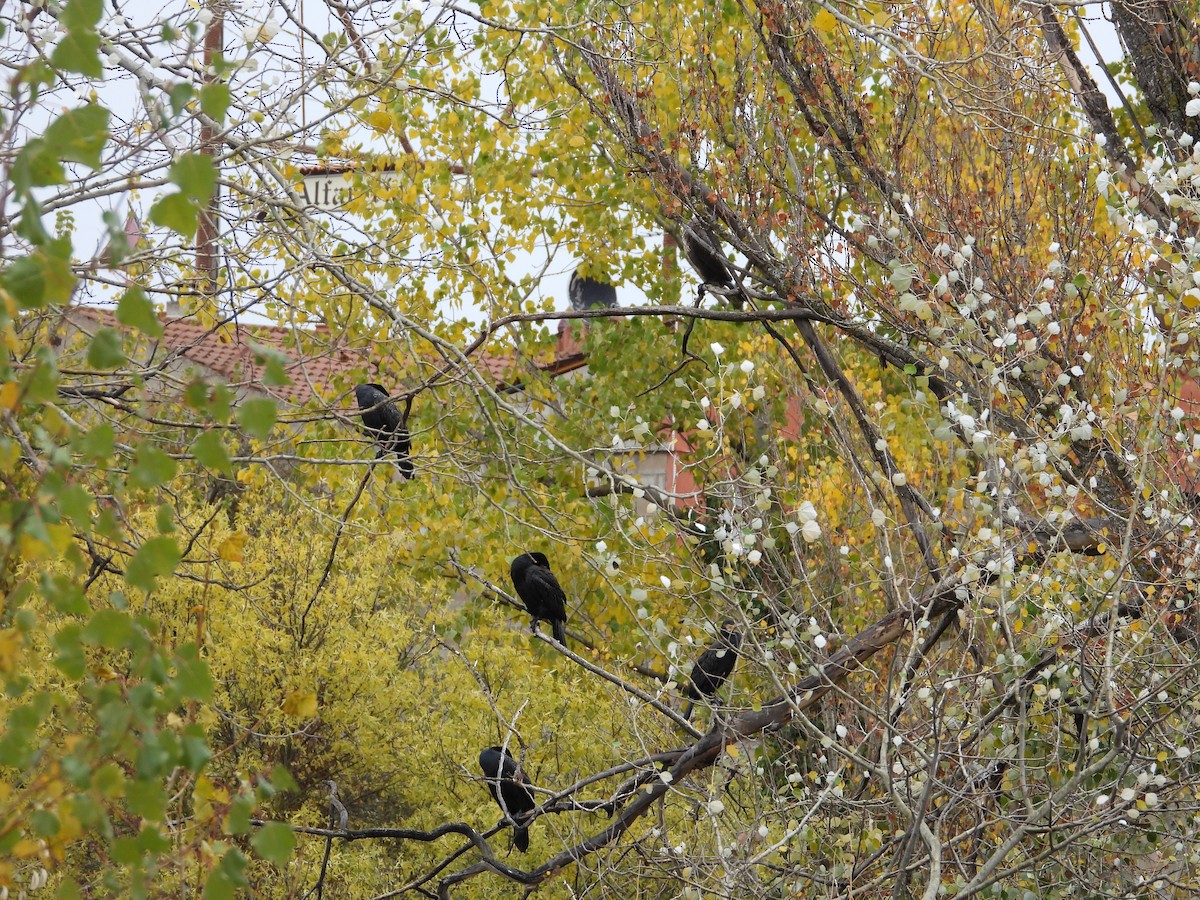 Great Cormorant - ML644463226