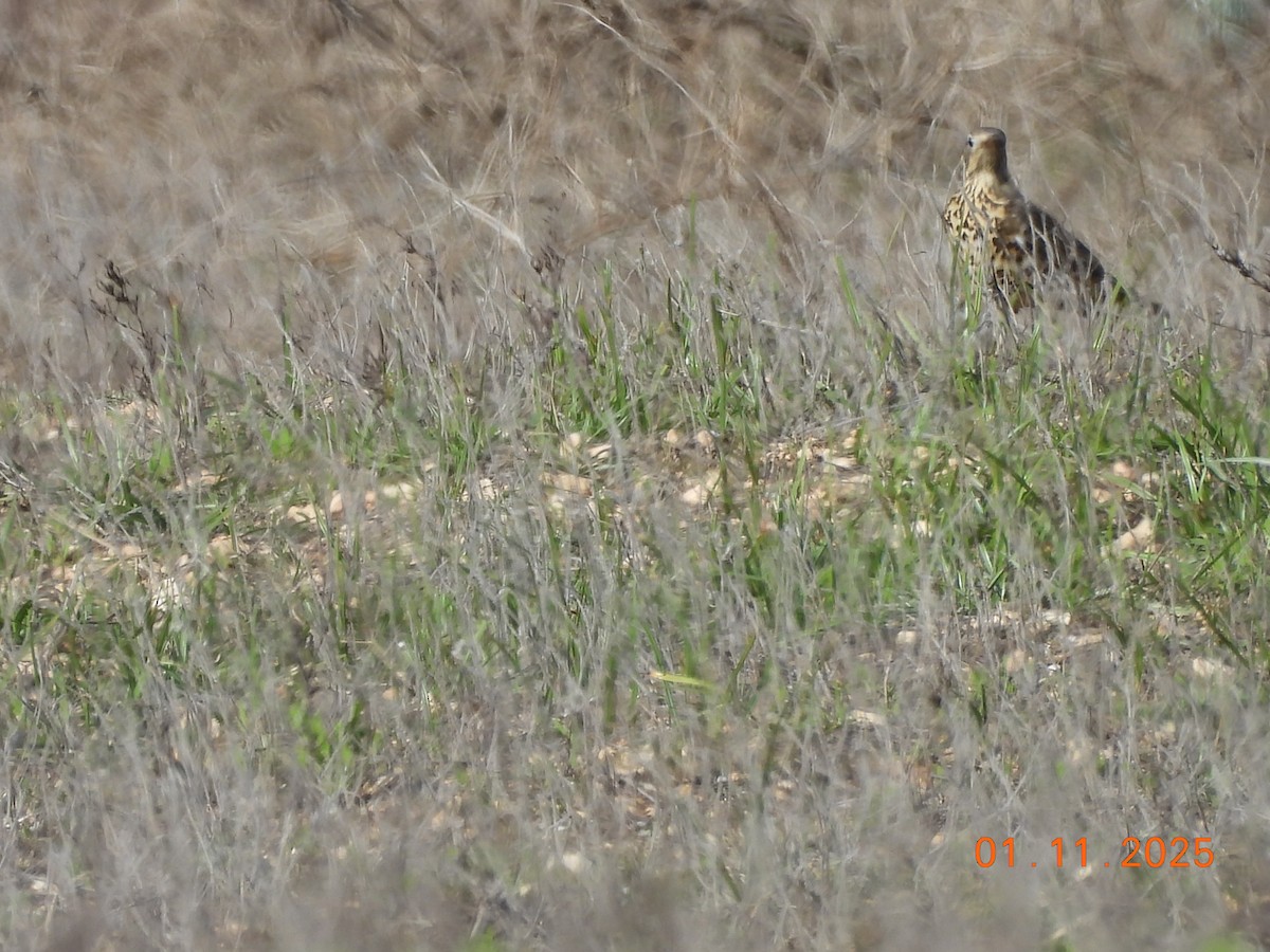 Mistle Thrush - ML644463228
